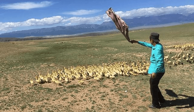 星空·综合体育_
蝗灾肆虐 巴基斯坦为何没有出动“战斗鸡”、“冲锋鸭”灭蝗(图1)