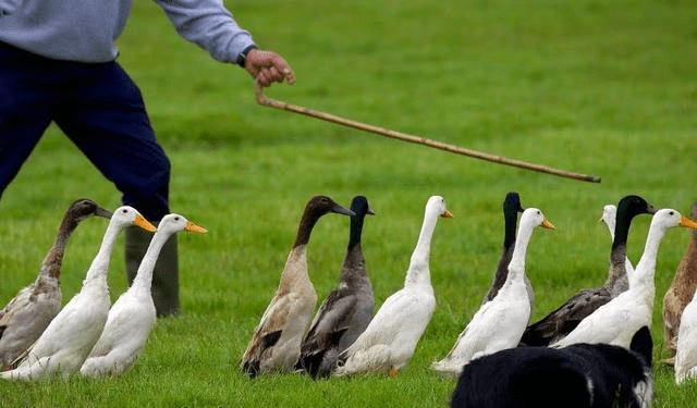 星空·综合体育_
蝗灾肆虐 巴基斯坦为何没有出动“战斗鸡”、“冲锋鸭”灭蝗(图3)