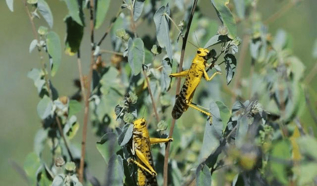 星空·综合体育_
蝗灾肆虐 巴基斯坦为何没有出动“战斗鸡”、“冲锋鸭”灭蝗(图4)