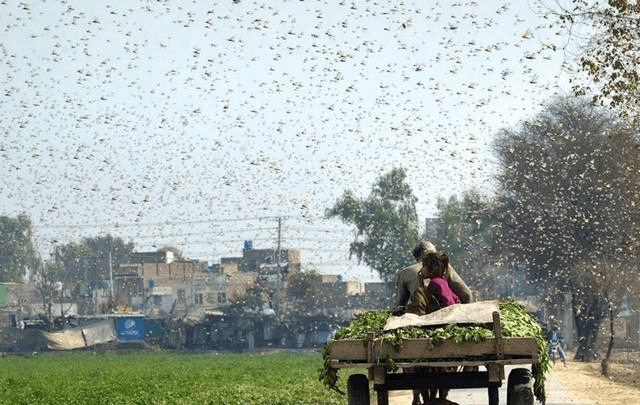 星空·综合体育_
蝗灾肆虐 巴基斯坦为何没有出动“战斗鸡”、“冲锋鸭”灭蝗(图6)
